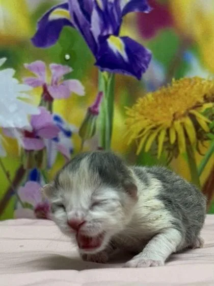 A baby small-sized female Domestic Short Hair cat named Scooter for adoption in San Antonio, TX