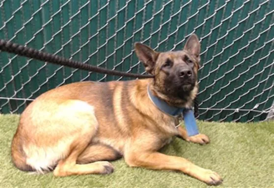 A young large-sized male Belgian Shepherd / Malinois dog named Booboo for adoption in Downey, CA