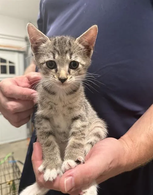 A baby small-sized male Domestic Short Hair cat named Joey for adoption in Haw River, NC