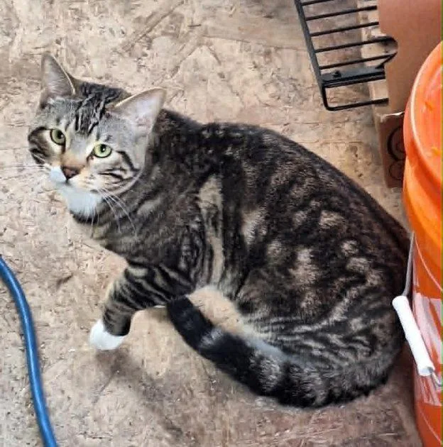 An adult medium-sized male Domestic Short Hair cat named Hudson and Henry for adoption in Anchorage, AK
