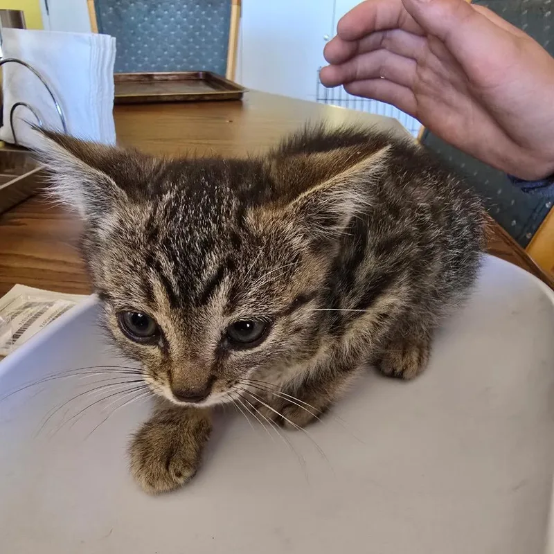 A baby small-sized male Brown / Chocolate Domestic Short Hair cat named Caspian for adoption in Klamath Falls, OR