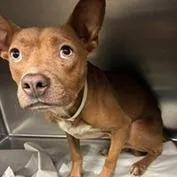 An adult small-sized male Brown / Chocolate Chihuahua dog named Trace for adoption in Tampa, FL