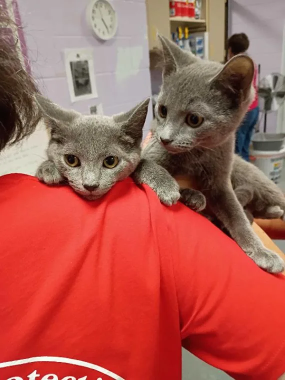 A baby small-sized female Gray / Blue / Silver Domestic Short Hair cat named Pearl for adoption in Elyria, OH