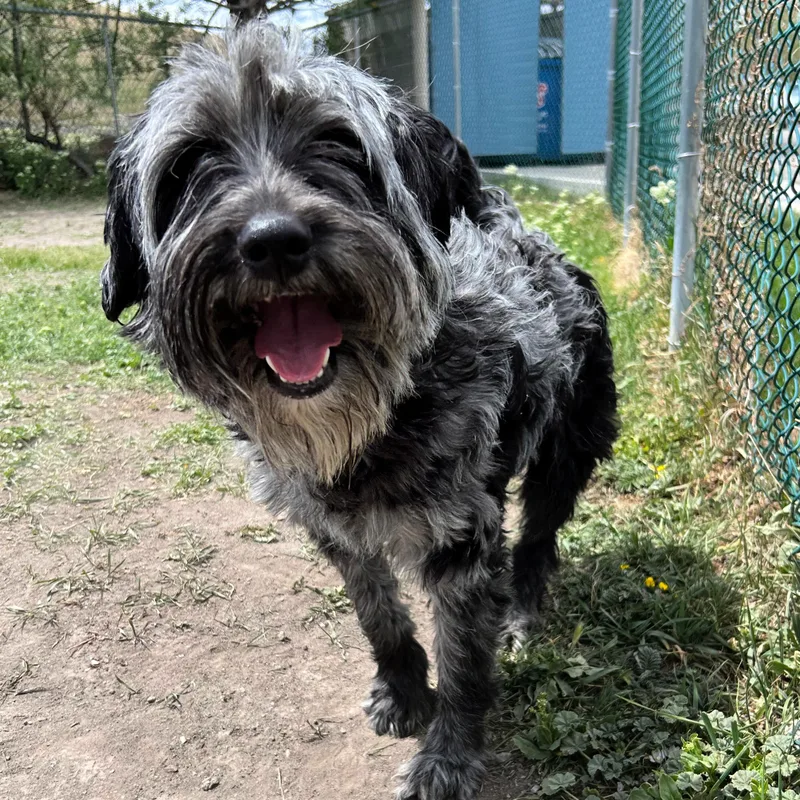 A young medium-sized male Merle (Blue) Aussiedoodle dog named Buck for adoption in Lindon, UT