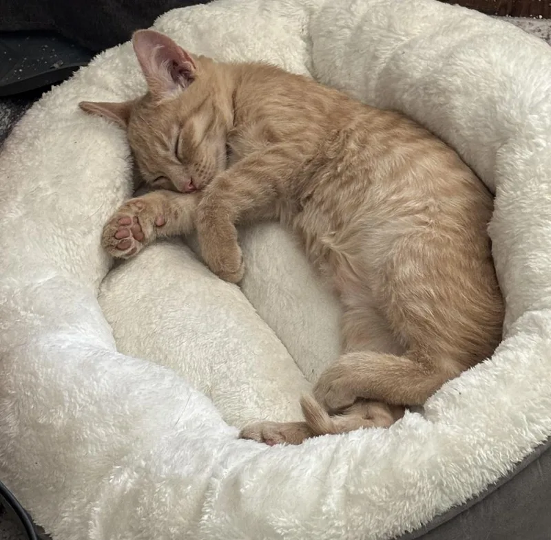 Garfield