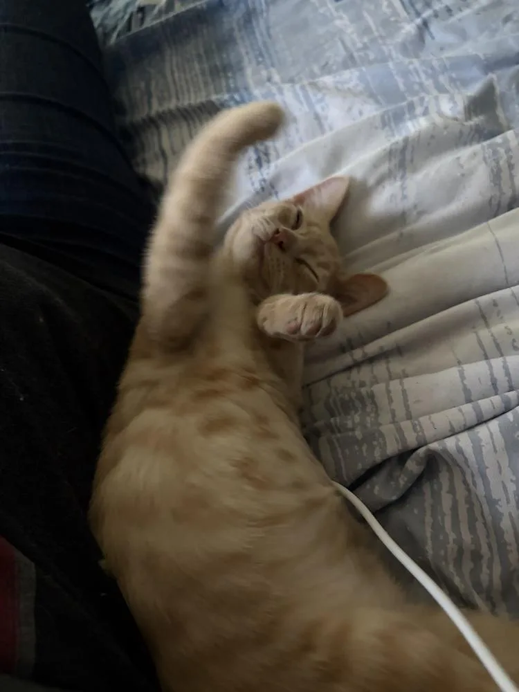 Garfield thumbnail 6