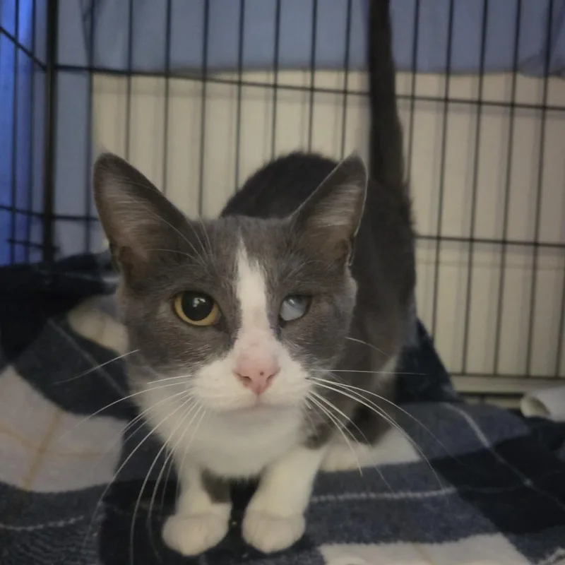 An adult medium-sized female Gray / Blue / Silver Domestic Short Hair cat named Beanie Baby for adoption in Plover, WI
