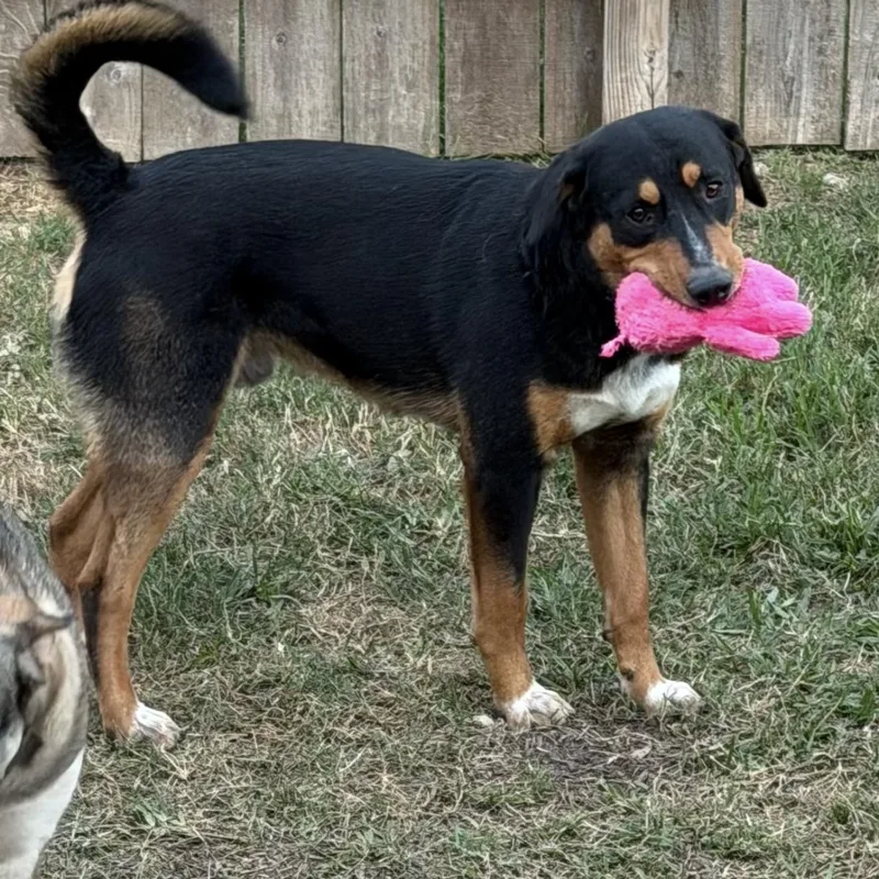 A young medium-sized male German Shepherd Dog dog named Muppet for adoption in Mooresville, NC