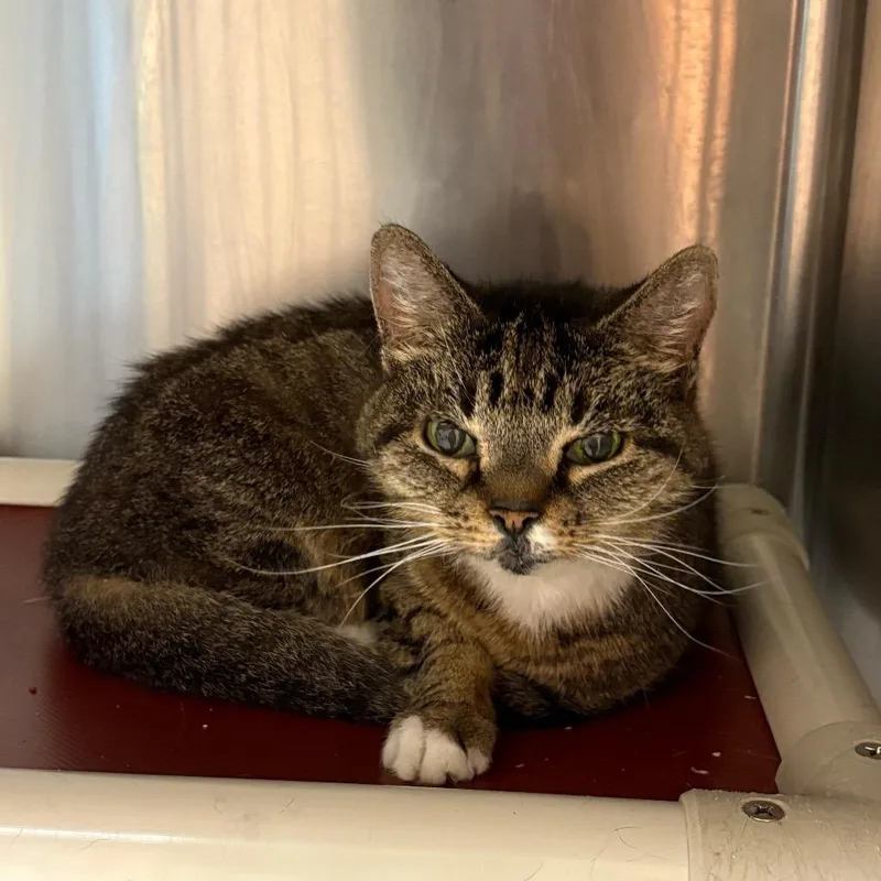 An adult medium-sized female Brown / Chocolate Domestic Short Hair cat named Becky for adoption in Hamilton, GA
