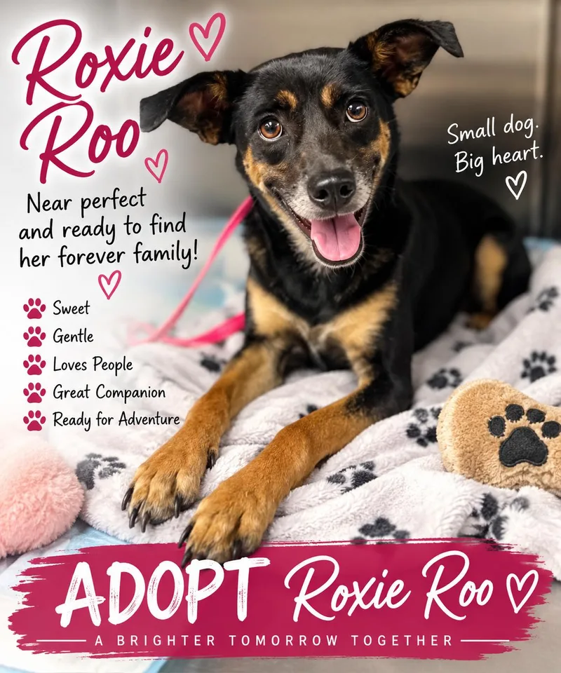 An adult small-sized female Bicolor Fox Terrier dog named Roxie Roo for adoption in Yukon, OK