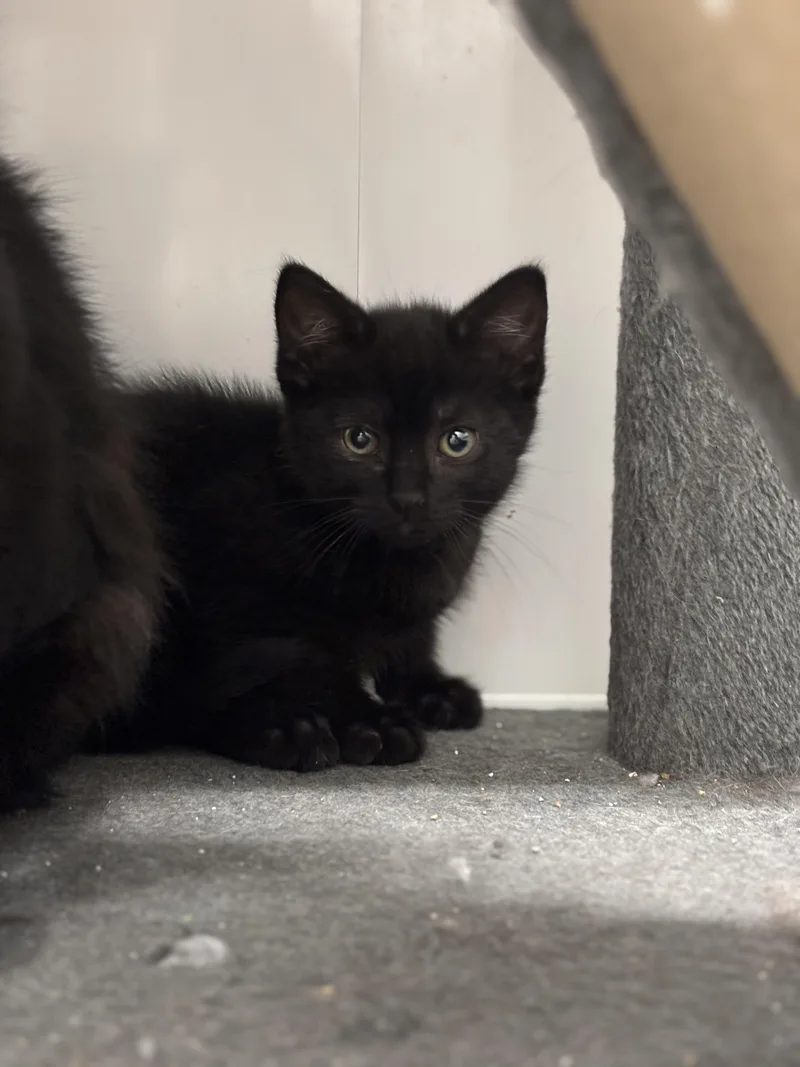 Daffodil thumbnail 2