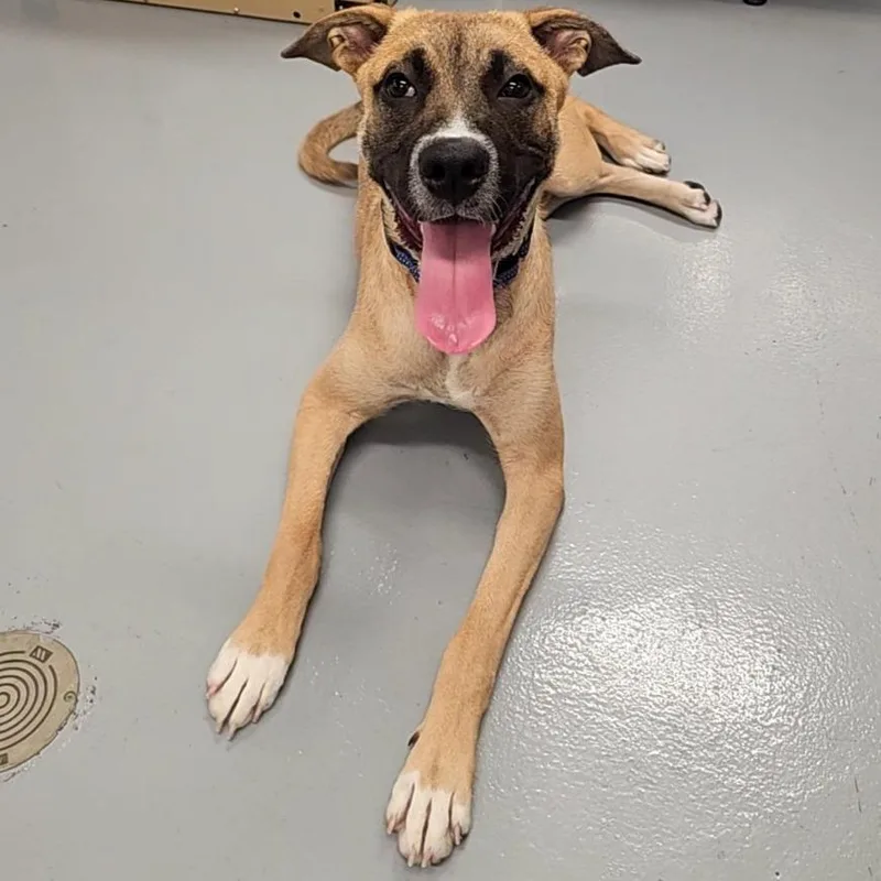 A young large-sized male Yellow / Tan / Blond / Fawn Mixed Breed dog named Scout for adoption in Allentown, PA