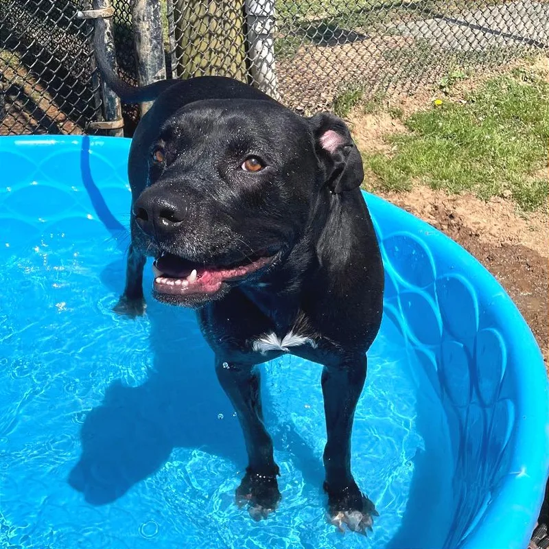 An adult large-sized male Black Mixed Breed dog named Lug for adoption in Chattanooga, TN