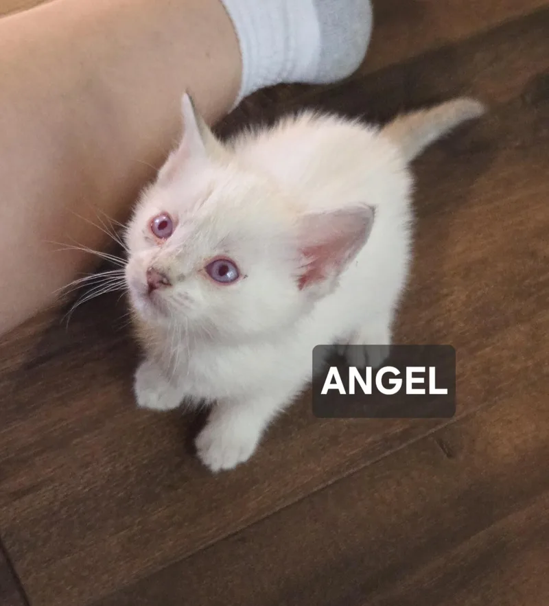 A young medium-sized male Domestic Short Hair cat named Angel for adoption in Windom, MN