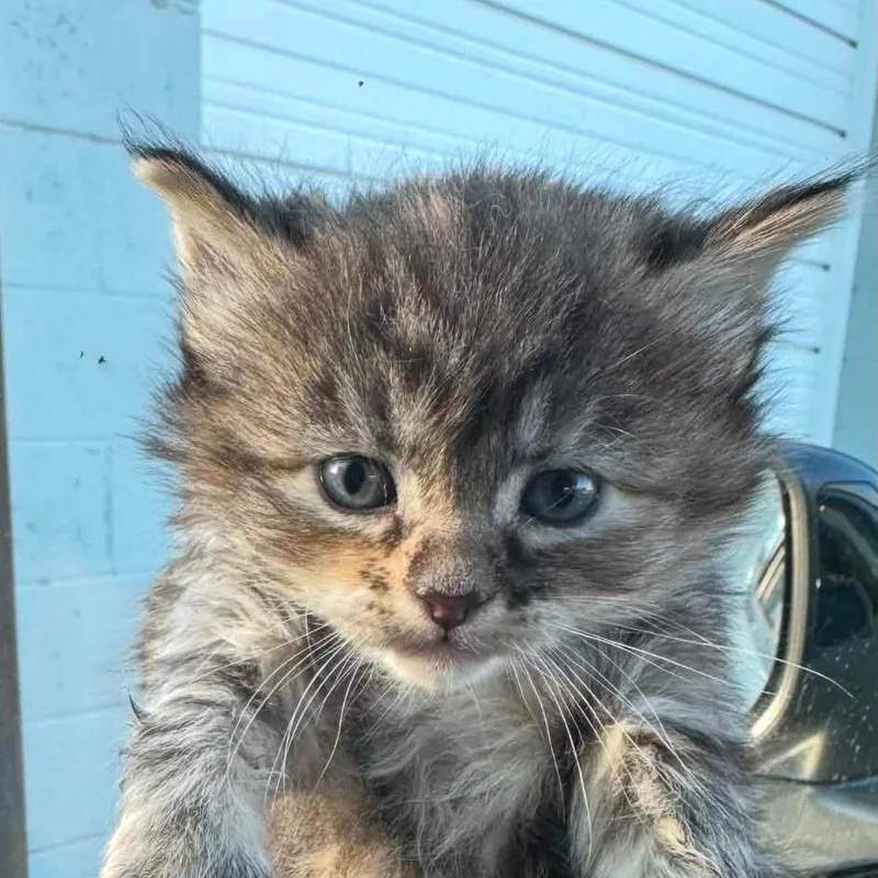 A baby small-sized female Orange / Red Domestic Medium Hair cat named Mochi for adoption in Troy, IL