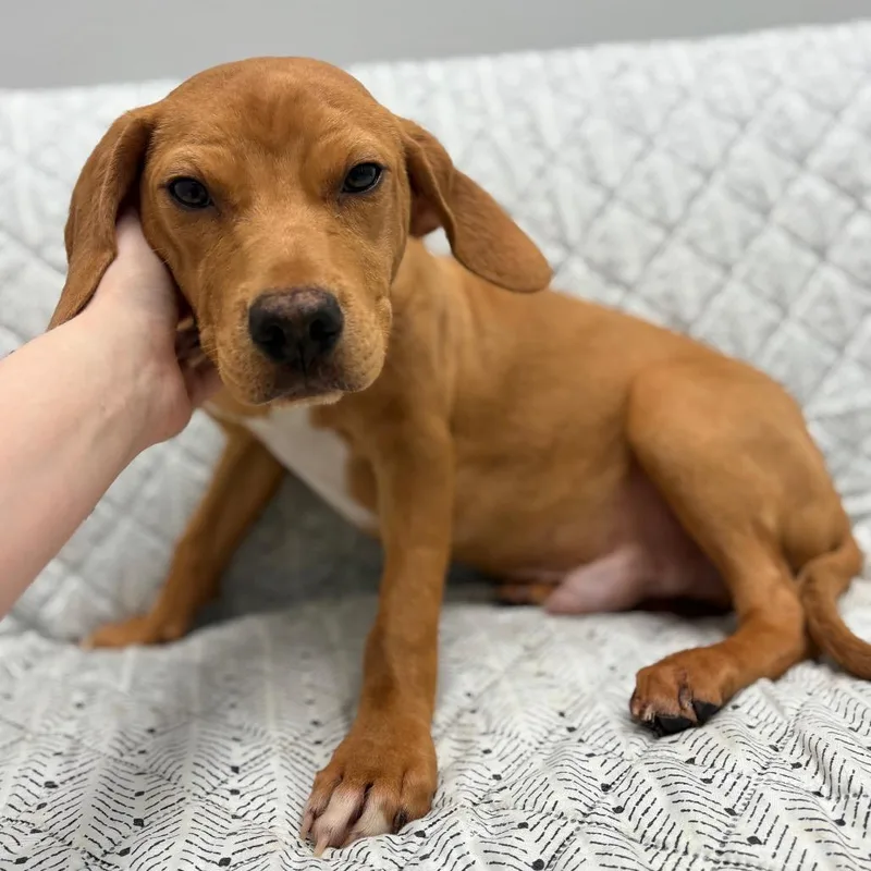 Golden Corral thumbnail 2