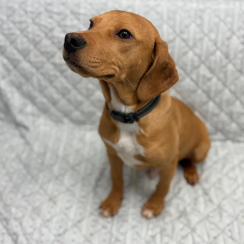 Golden Corral thumbnail 3