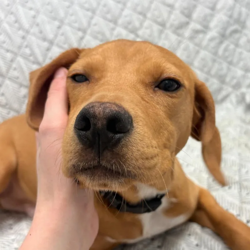 Golden Corral thumbnail 5