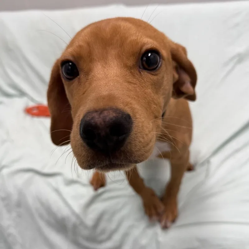 A young medium-sized male Golden Hound dog named Golden Corral for adoption in Monticello, IA