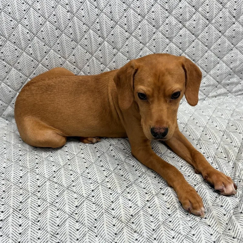 Golden Corral thumbnail 6