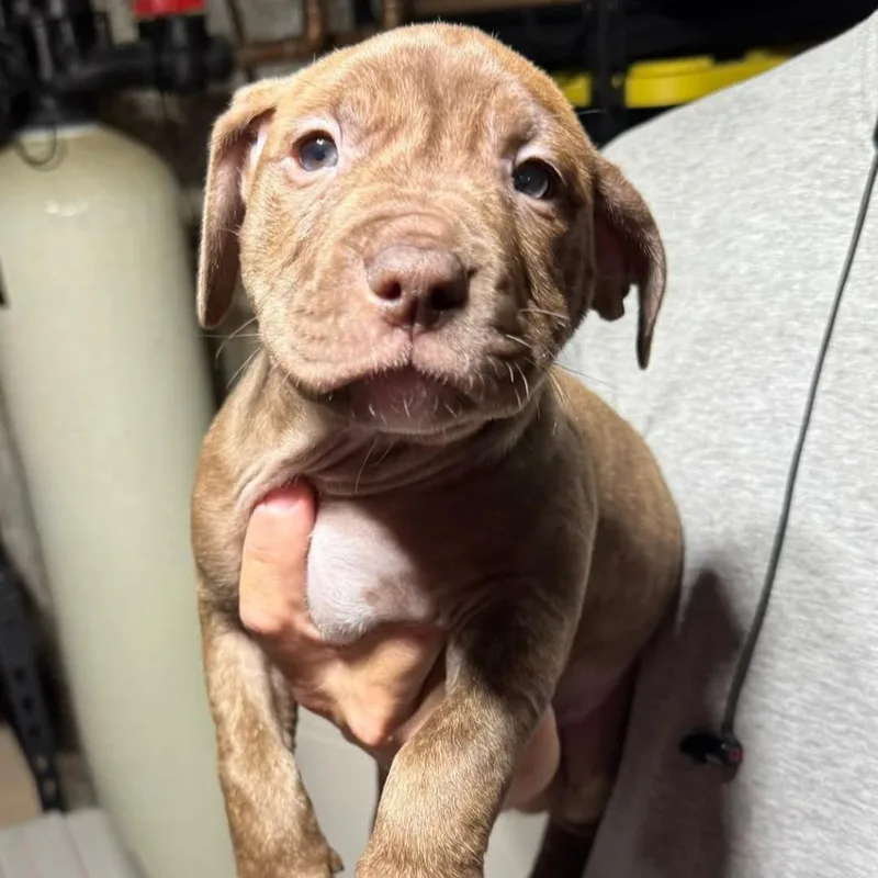 A baby medium-sized female Brown / Chocolate Mixed Breed dog named Guinness for adoption in DeKalb, IL