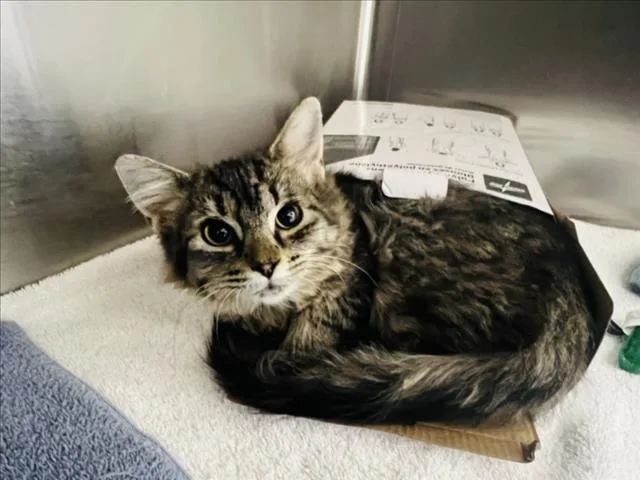 A baby small-sized female Domestic Short Hair cat named Fedora for adoption in Santa Fe, NM