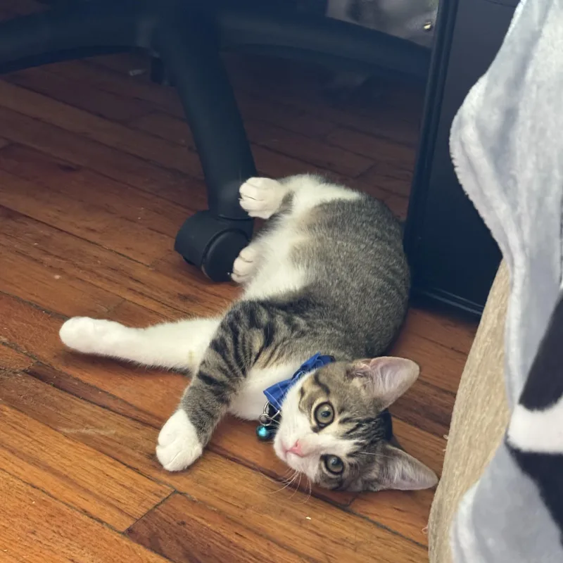 A baby medium-sized male Tabby (Brown / Chocolate) Tabby cat named Brock for adoption in Midland, MI