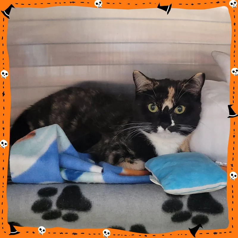 A young medium-sized female Domestic Short Hair cat named Bee Litter: CUCKOO for adoption in Akron, OH