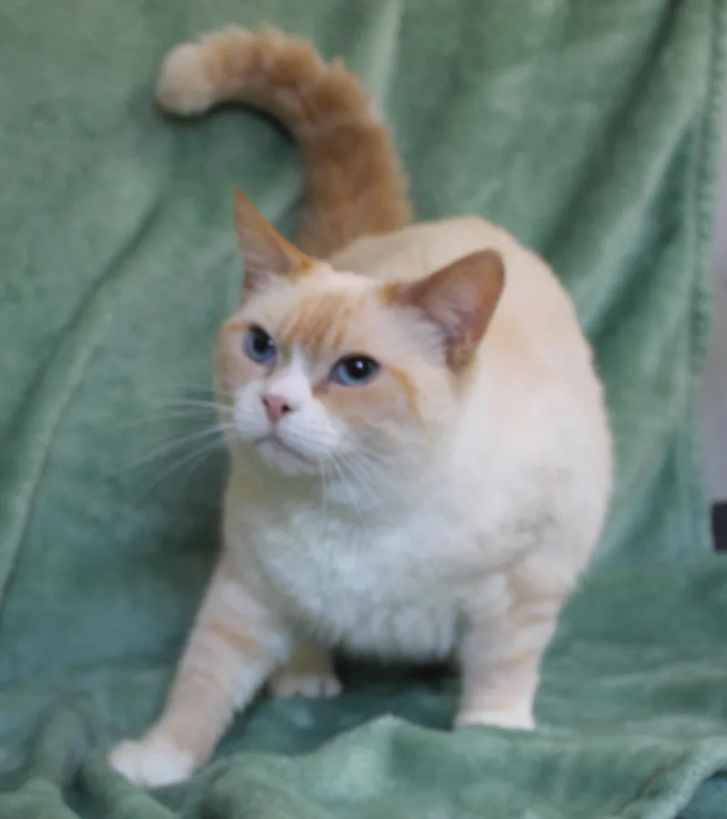 An adult medium-sized female Domestic Short Hair cat named Harriet for adoption in Prattville, AL