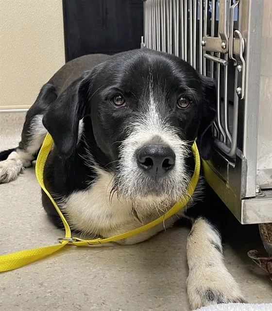 A young large-sized male German Wirehaired Pointer dog named Peru for adoption in Clyde, NC