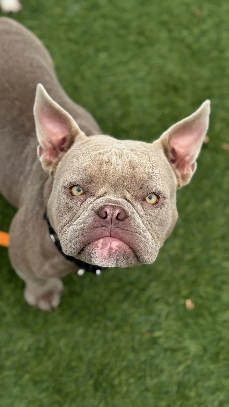 A baby medium-sized female Bulldog dog named Piglet for adoption in San Francisco, CA