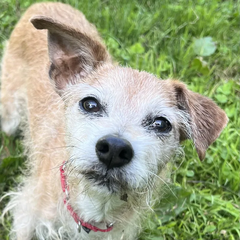 A senior small-sized male Yellow / Tan / Blond / Fawn Terrier dog named Ollie for adoption in Ithaca, NY