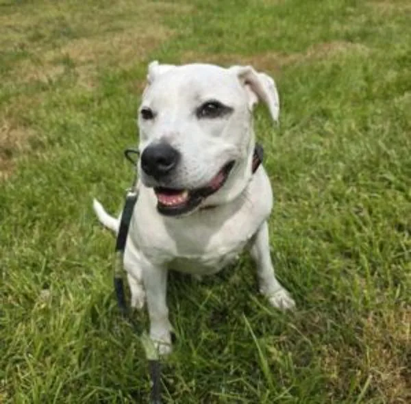 An adult large-sized male American Bully dog named Rino for adoption in Salisbury, MD