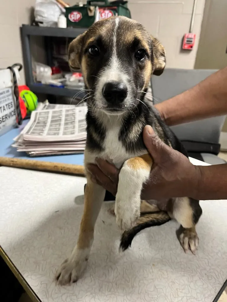 A baby medium-sized male Terrier dog named Levi for adoption in Hopkinsville, KY