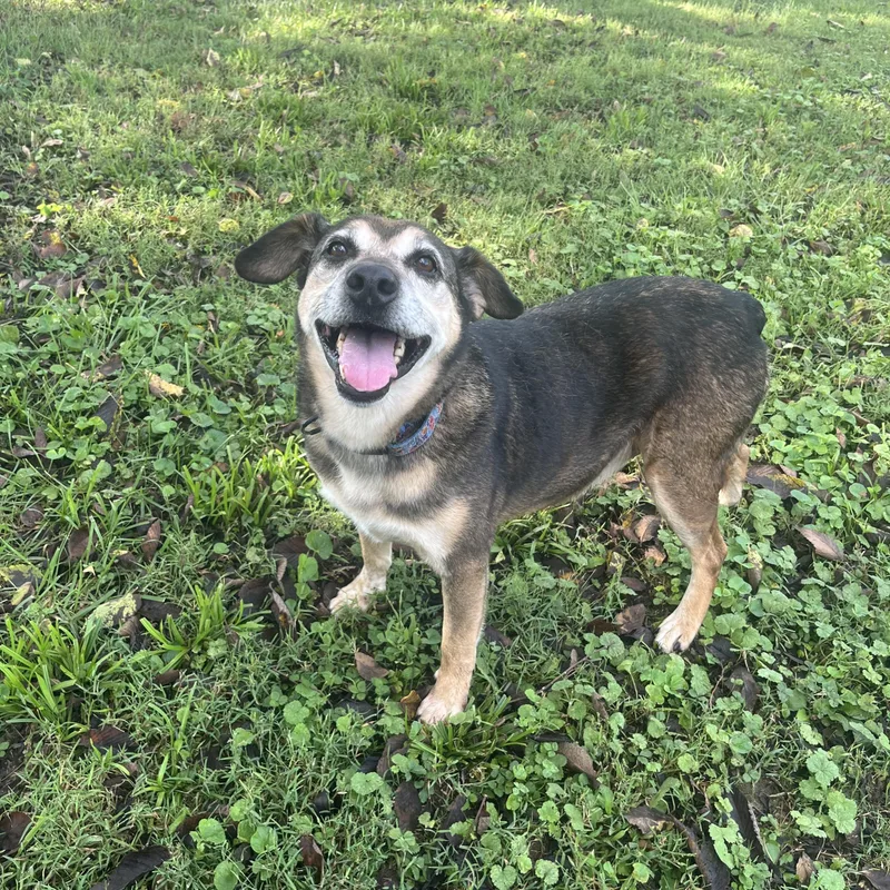 An adult medium-sized male Cattle Dog dog named Templeton for adoption in Fairfax, VA