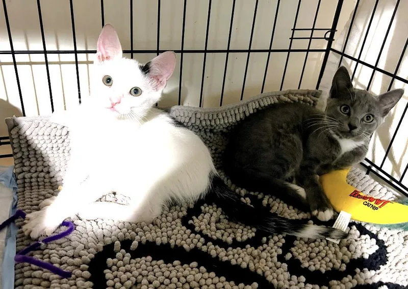 A baby medium-sized female Gray & White Domestic Short Hair cat named Gracie and Inky for adoption in Atlanta, GA