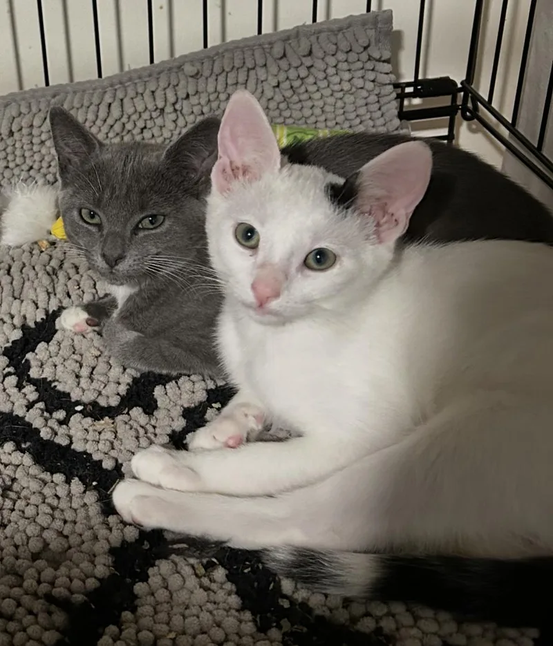 Gracie and Inky thumbnail 2