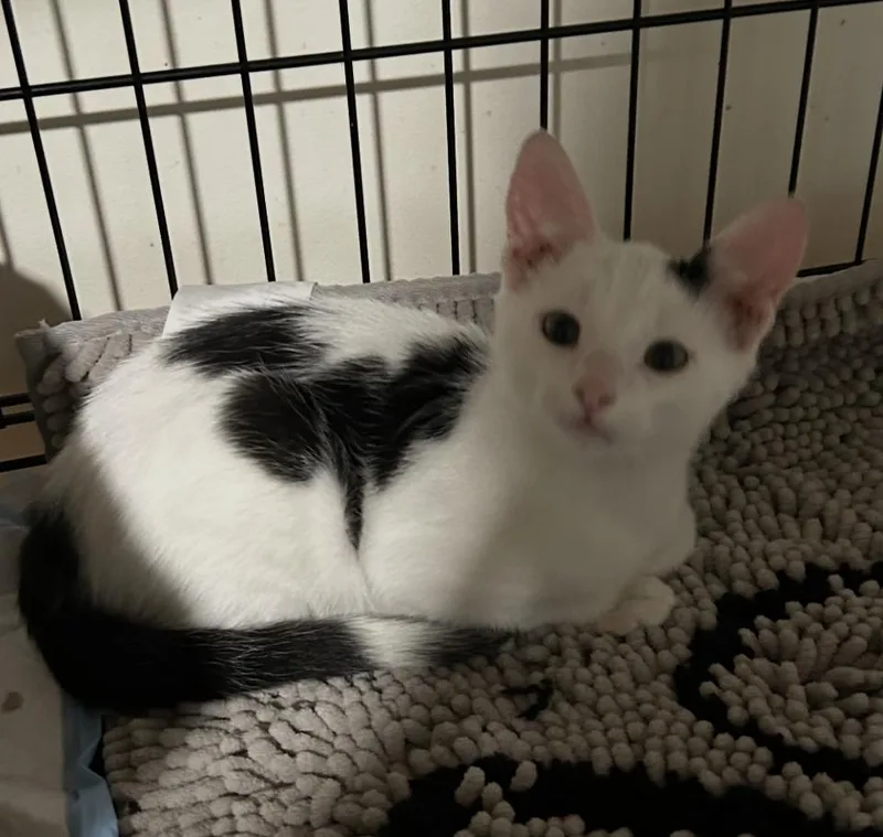 Gracie and Inky thumbnail 4