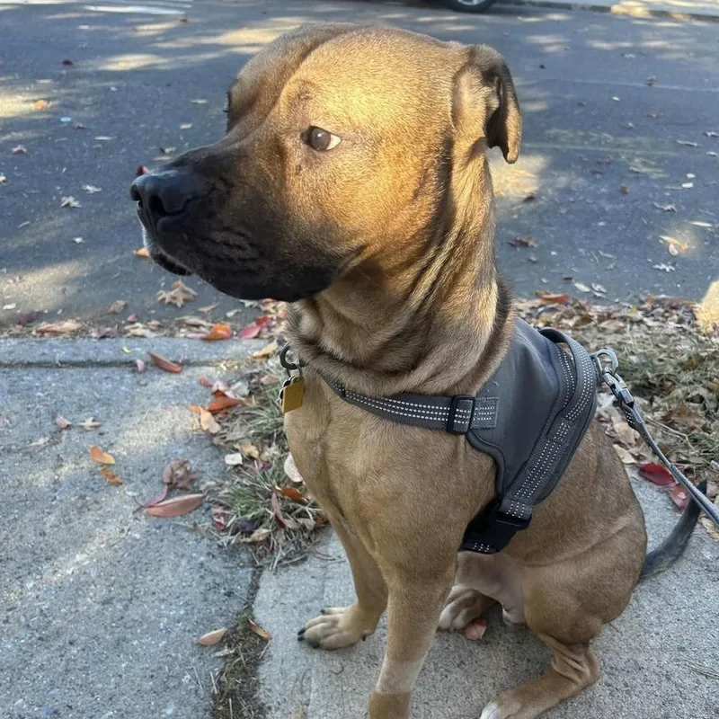 Roscoe Roo thumbnail 2
