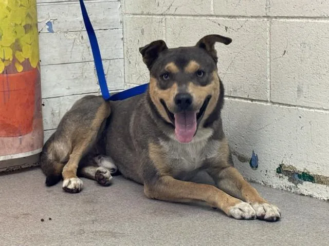 A young large-sized male German Shepherd Dog dog named Theodore for adoption in San Bernardino, CA