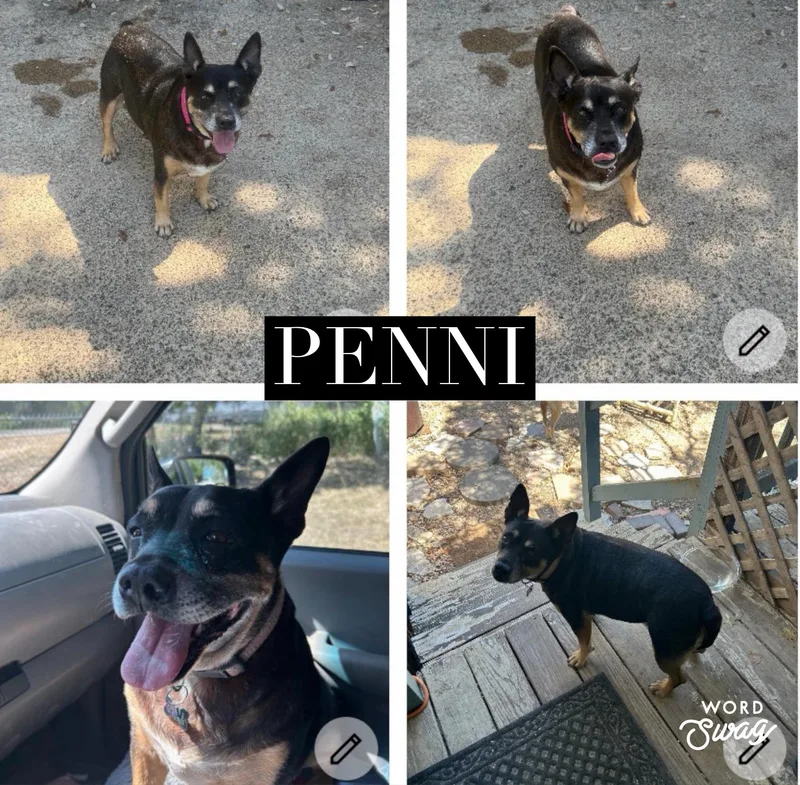Penni