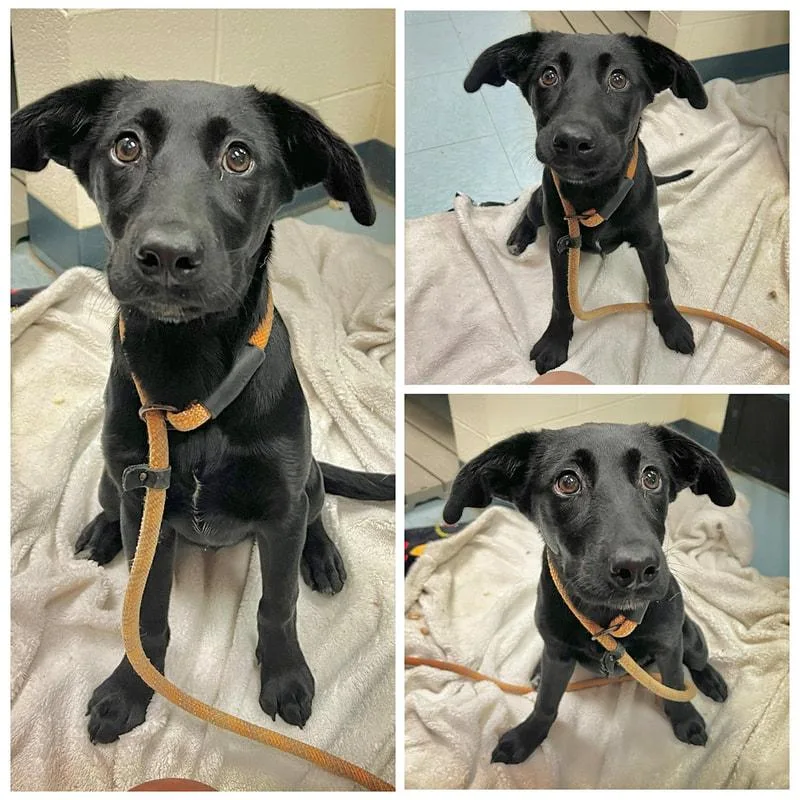 A young large-sized female Black Labrador Retriever dog named India for adoption in Dublin, VA