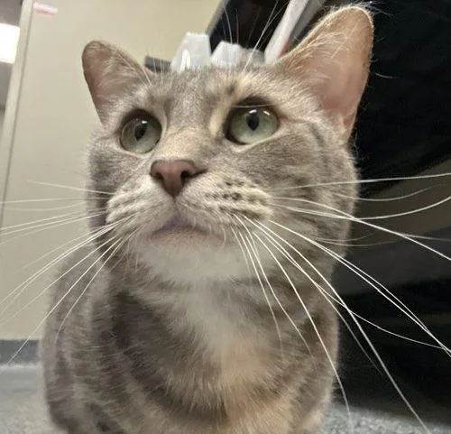 An adult medium-sized female Gray / Blue / Silver Domestic Short Hair cat named Monica for adoption in Fishers, IN