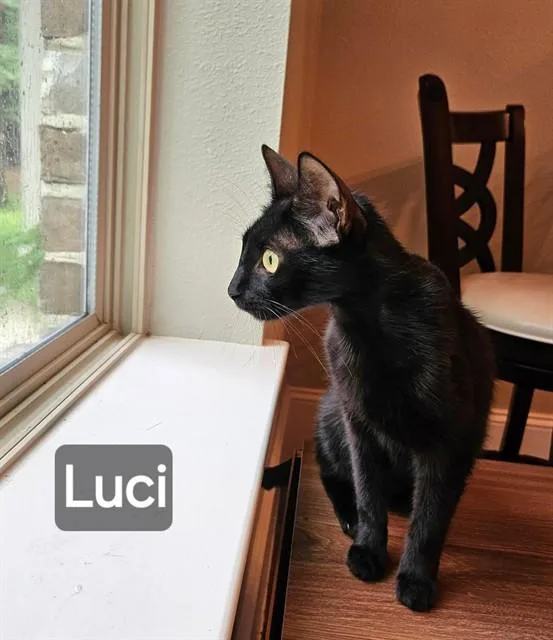 A young medium-sized female Domestic Short Hair cat named Luci for adoption in Conroe, TX