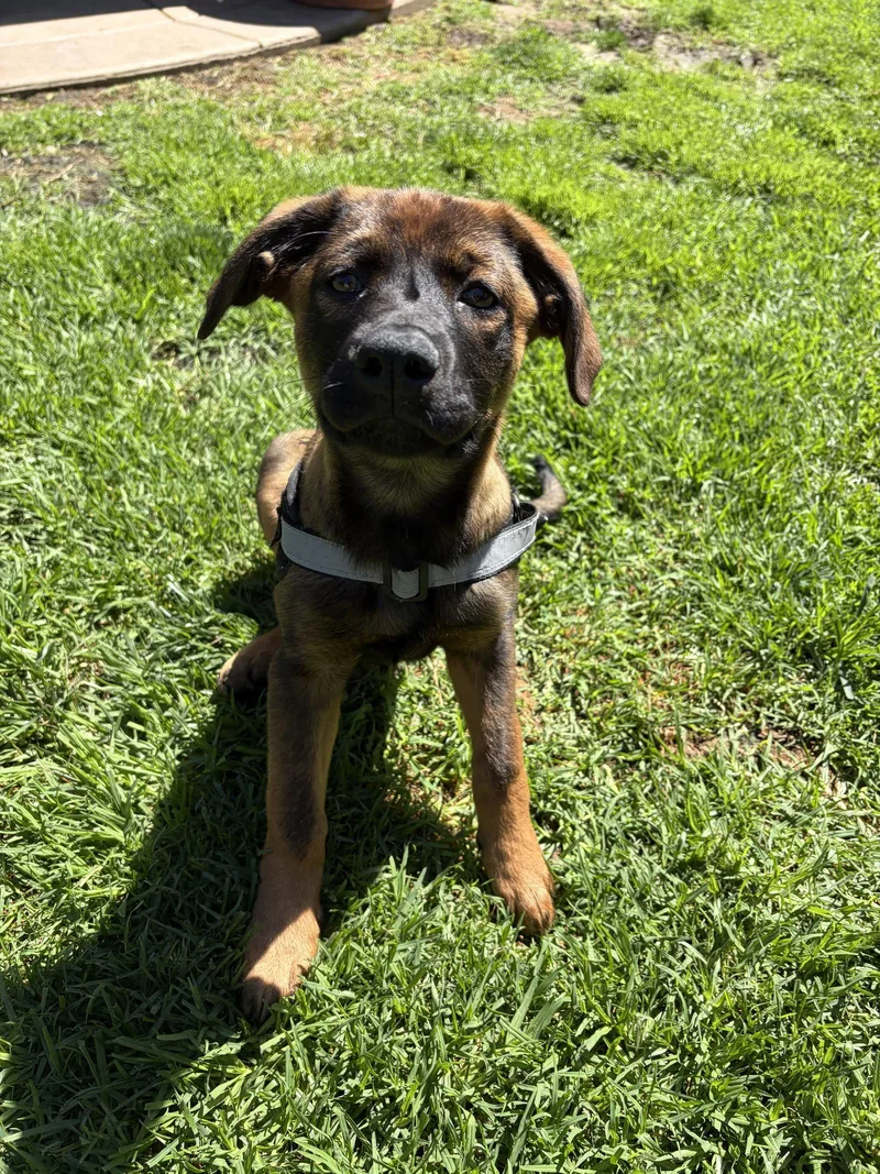 A baby medium-sized female Shepherd dog named Adele for adoption in San Diego, CA