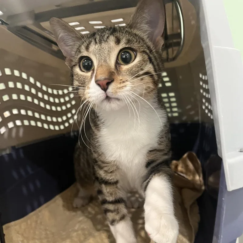A baby medium-sized male Brown / Chocolate Domestic Short Hair cat named Superman for adoption in Oak Park, IL