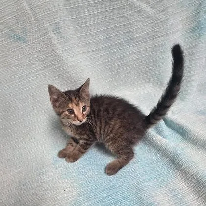 A young medium-sized female Domestic Medium Hair cat named Mango for adoption in Sullivan, IN