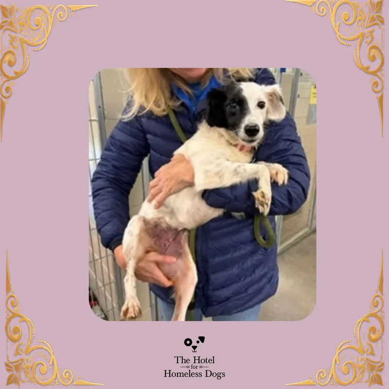 A young small-sized female Black Border Collie dog named Poppy for adoption in Cumberland, RI