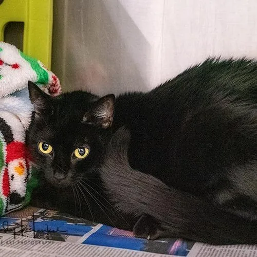An adult medium-sized female Black Domestic Short Hair cat named Onyx for adoption in Brockton, MA