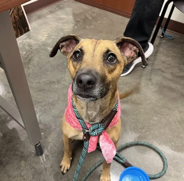 A young small-sized female Chihuahua dog named Atlas for adoption in Phoenix, AZ